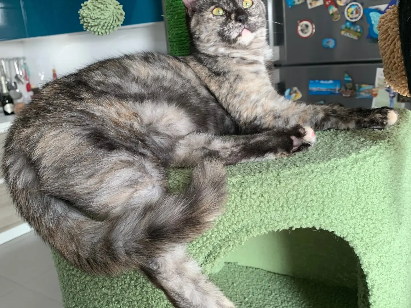 Adotta un gatto, femmina, 2 anni e 2 mesi, Brindisi