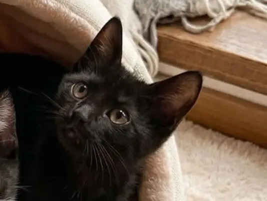 Adozione gatto, maschio, Razza sconosciuta Razza sconosciuta, 2 mesi, taglia non valida, Torino