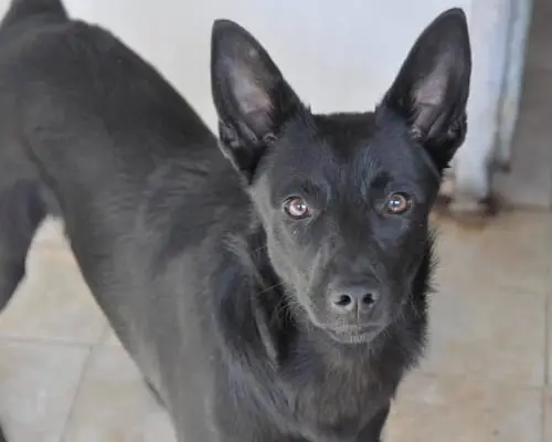 Adotta un cane, taglia piccola, femmina, Napoli