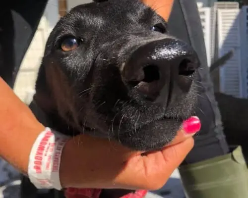 Adotta un cane, femmina, 7 anni e 6 mesi, Napoli