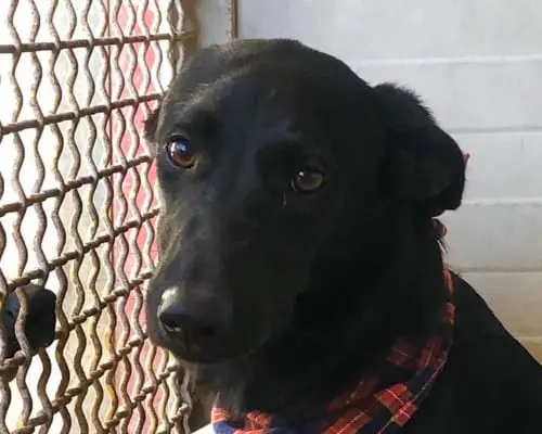 Adozione cane, femmina, Pastore tedesco, 7 anni e 6 mesi, taglia piccola, Napoli