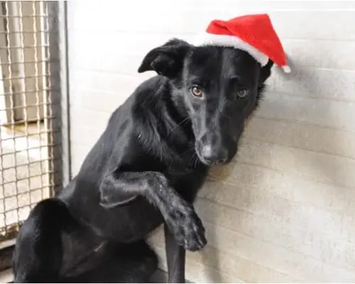 Vuoi adottare un cane a Napoli?