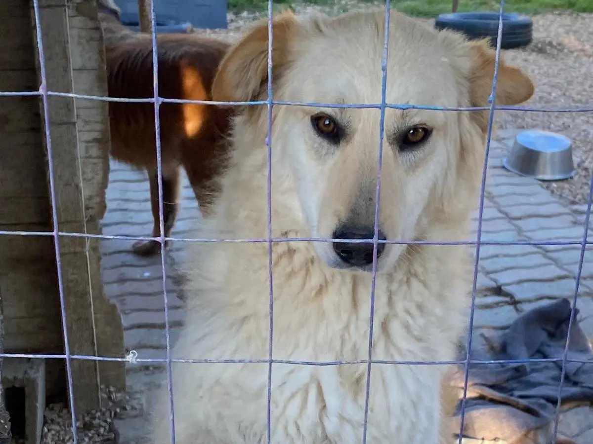 Adotta un cane, femmina, 2 anni e 8 mesi, Chieti