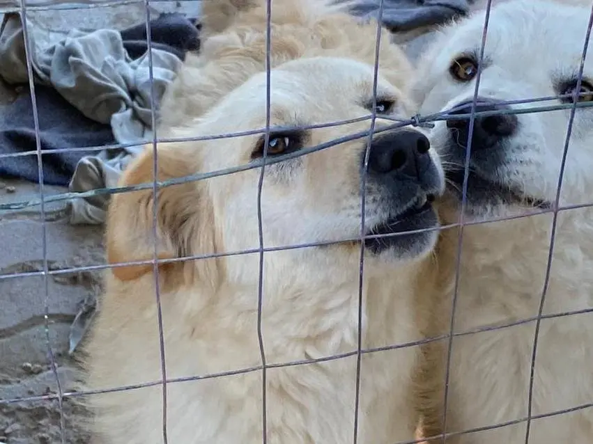 Adotta un cane, taglia media, femmina, Chieti