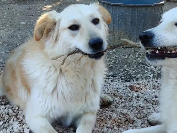 Adozione cane, femmina, Razza sconosciuta Razza sconosciuta, 2 anni e 8 mesi, taglia media, Chieti