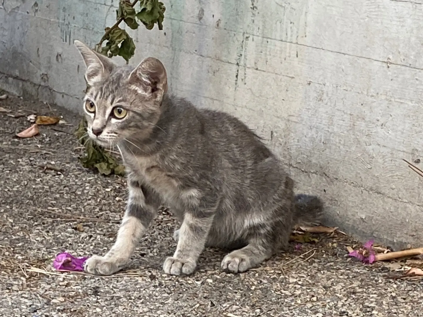 Adozione gatto, maschio, Razza sconosciuta Razza sconosciuta, 3 mesi, taglia non valida, Torino