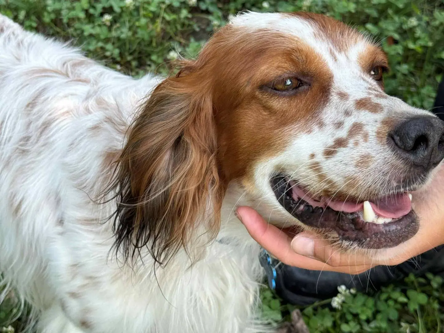 Adozione cane, maschio, Setter Inglese Razza sconosciuta, 4 anni e 1 mese, taglia media contenuta, Milano