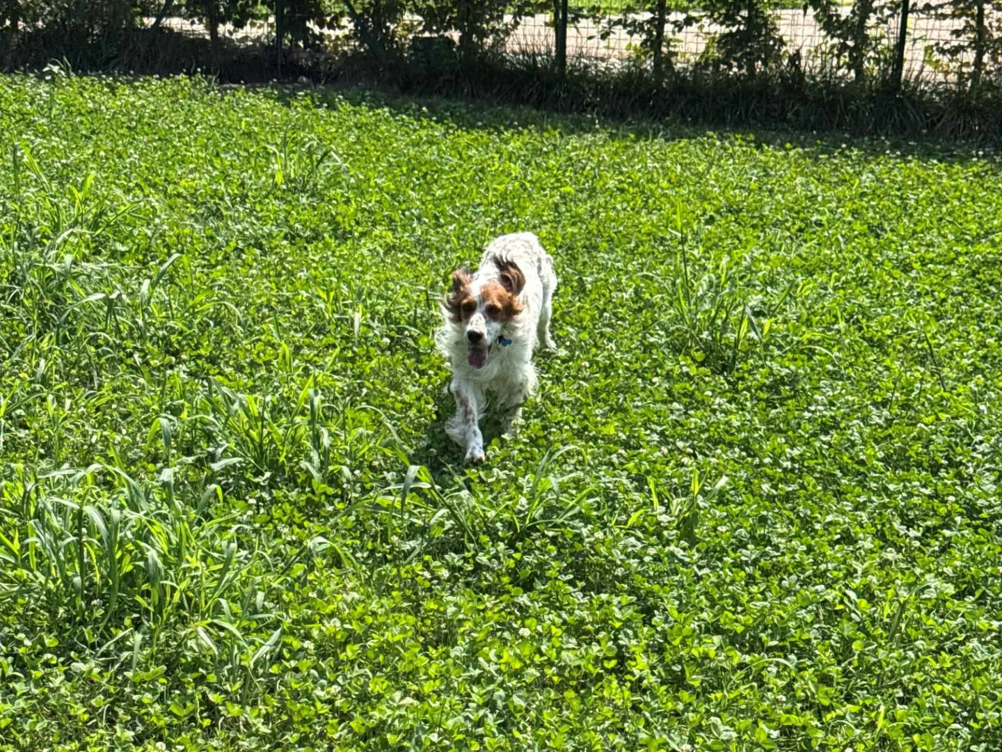 Vuoi adottare un cane a Milano?