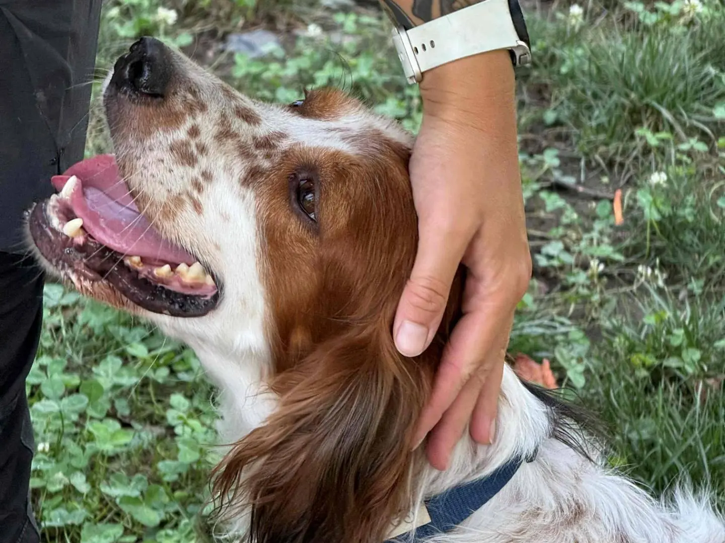 Adotta un cane, maschio, 4 anni e 1 mese, Milano
