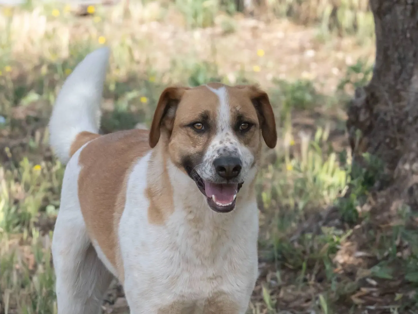 Vuoi adottare un cane a Foggia?