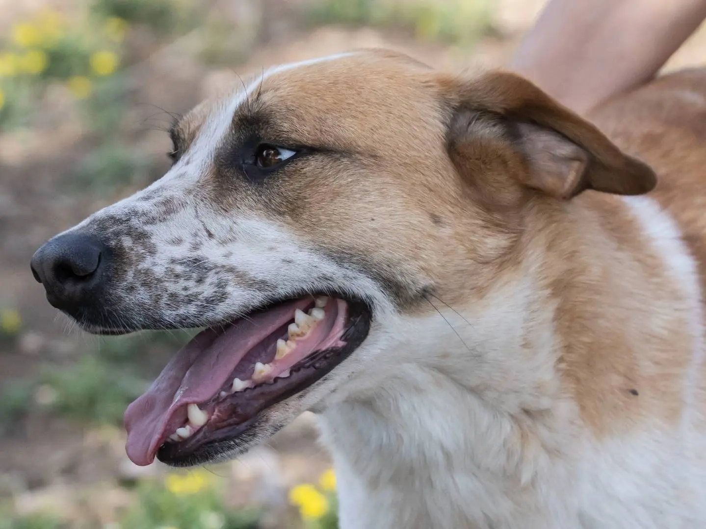 Adotta un cane, taglia media, maschio, Foggia