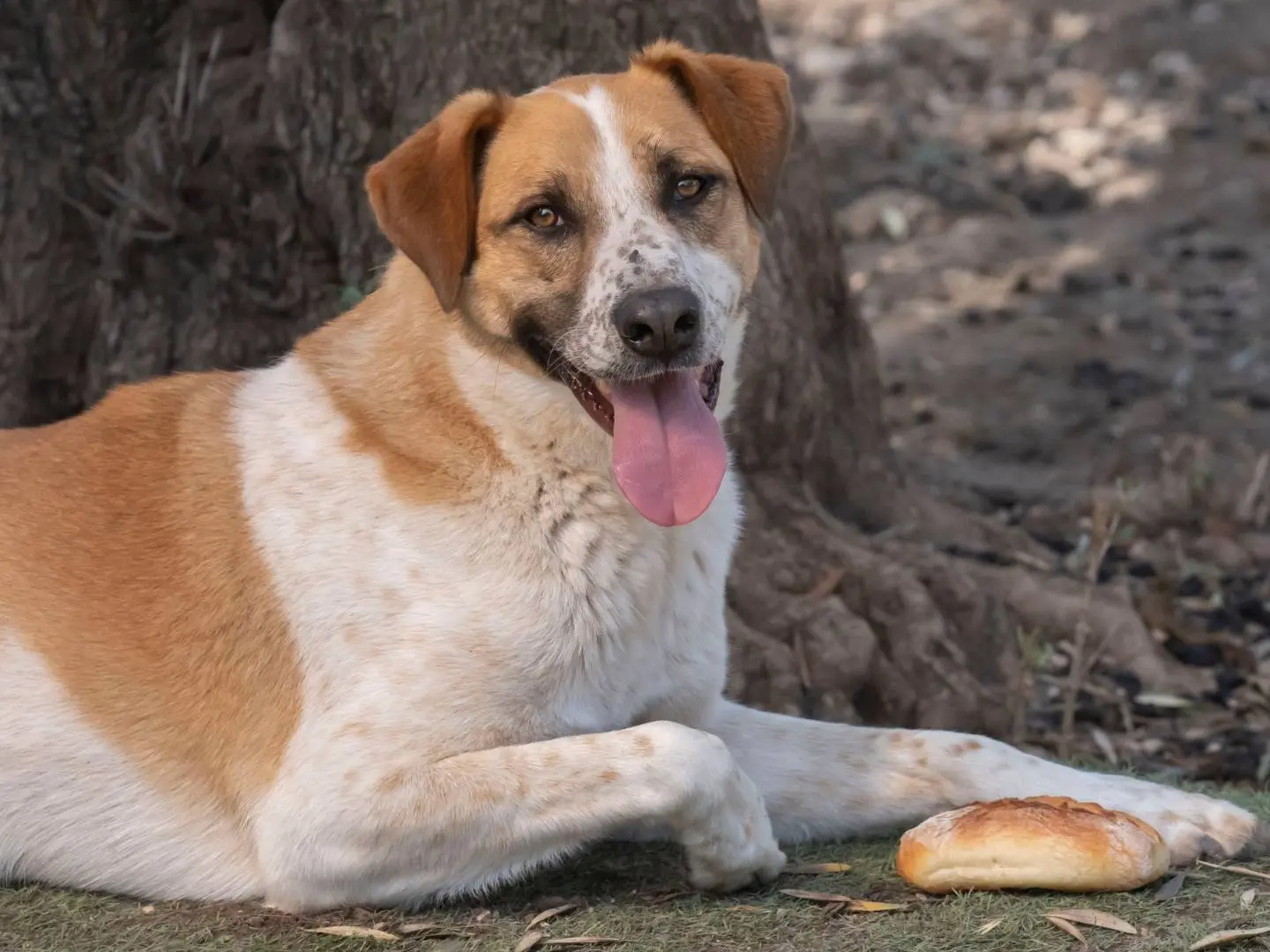 Adozione cane, maschio, Labrador Retriever Razza sconosciuta, 4 anni e 10 mesi, taglia media, Foggia