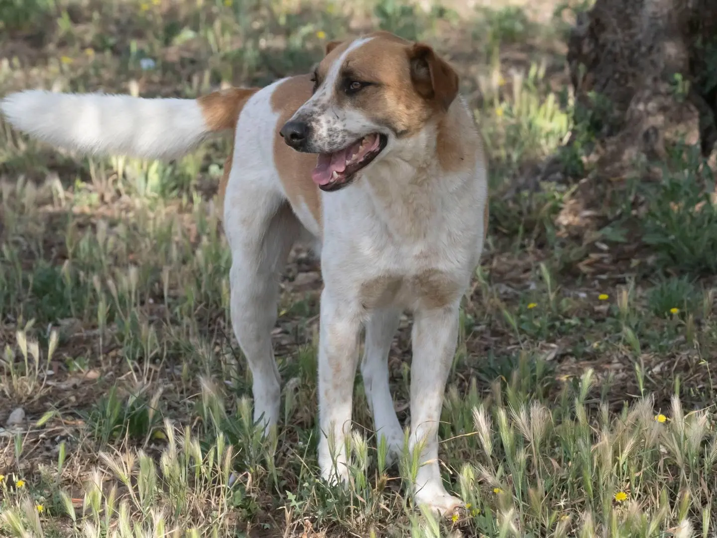 Adotta un cane, maschio, 4 anni e 10 mesi, Foggia