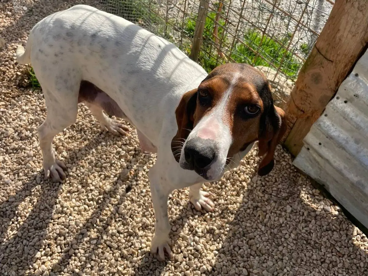 Adotta un cane, femmina, 1 anno e 9 mesi, Frosinone