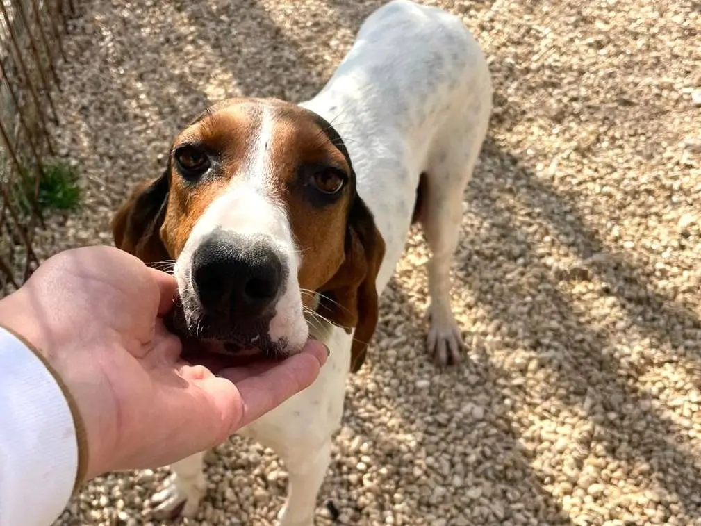 Adozione cane, femmina, Segugio Razza sconosciuta, 1 anno e 9 mesi, taglia media, Frosinone