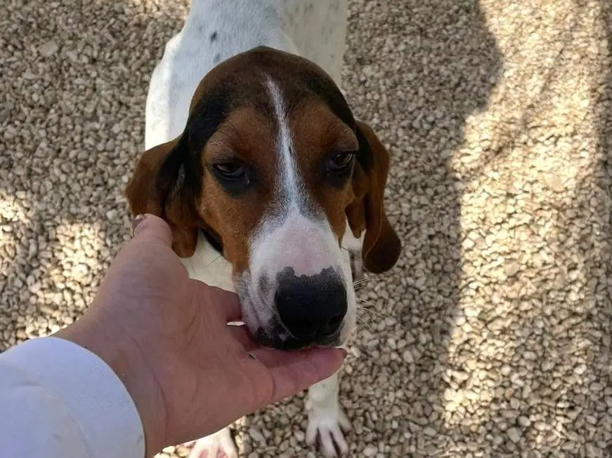 Adotta il cane PENELOPE a Frosinone