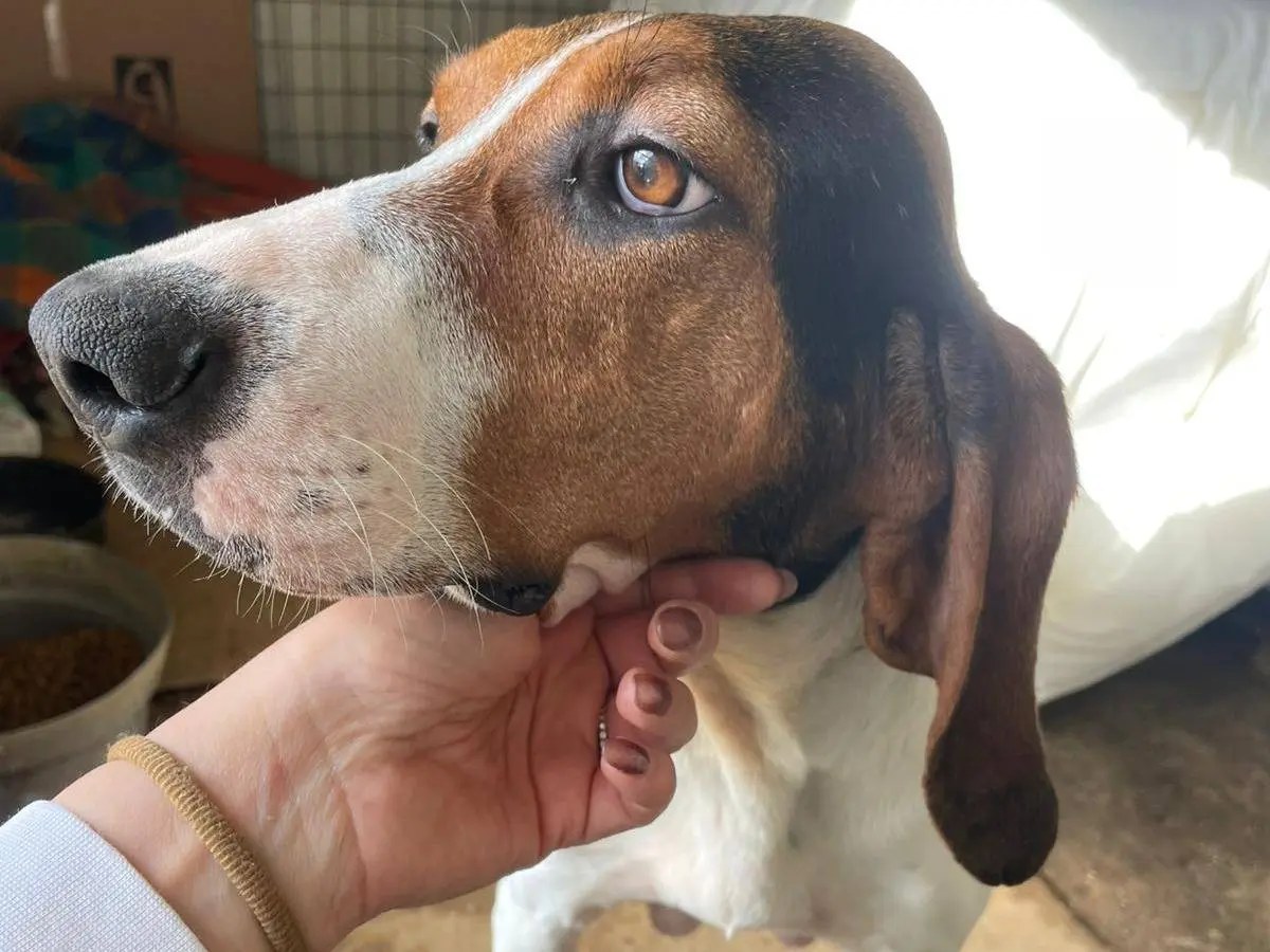 Vuoi adottare un cane a Frosinone?