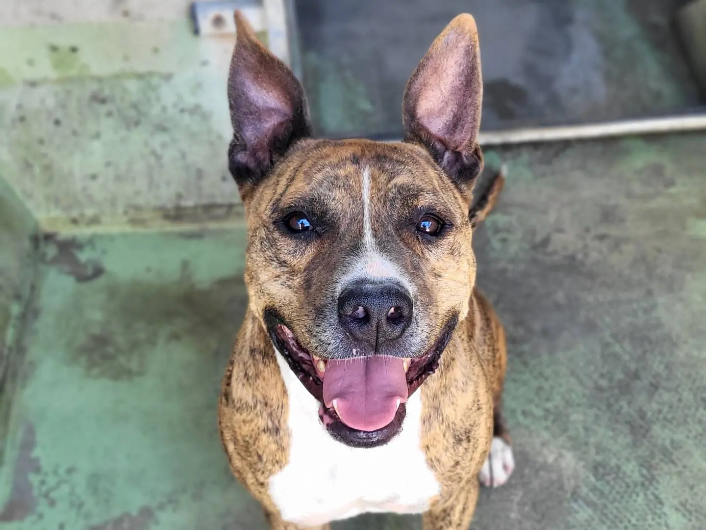 Adozione cane, maschio, Pitbull Razza sconosciuta, 4 anni e 6 mesi, taglia media, Roma