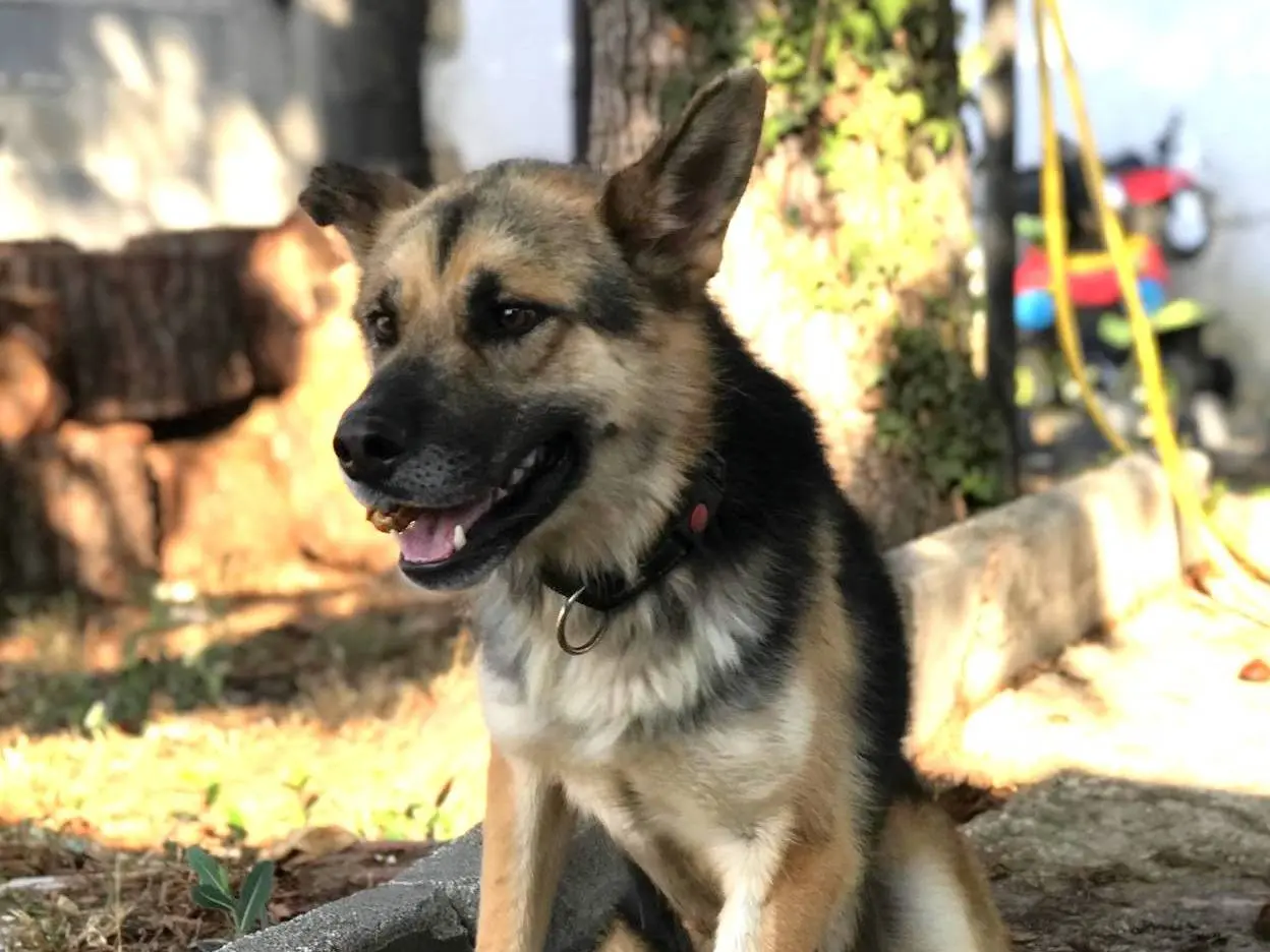 Adotta un cane, maschio, 4 anni e 4 mesi, Latina