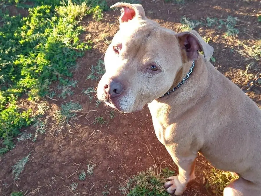 Adotta un cane, maschio, 6 anni e 5 mesi, Roma