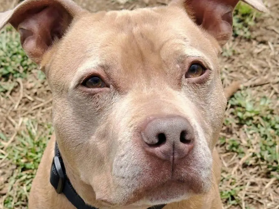 Adozione cane, maschio, Pitbull Razza sconosciuta, 6 anni e 5 mesi, taglia media, Roma