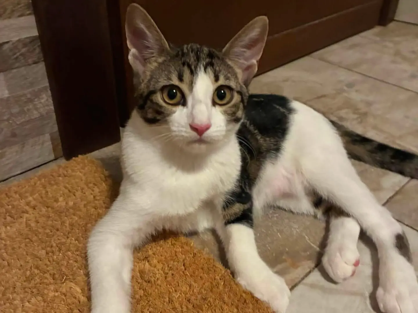 Adozione gatto, femmina, Razza sconosciuta Razza sconosciuta, 6 mesi, taglia non valida, Padova