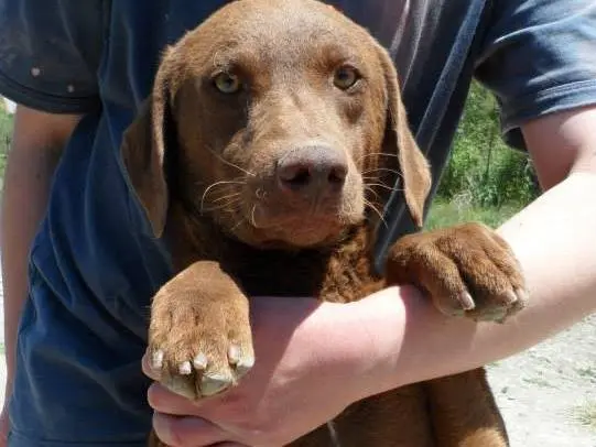 Vuoi adottare un cane a Messina?