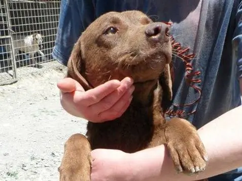 Adotta un cane, maschio, 14 anni e 8 mesi, Messina