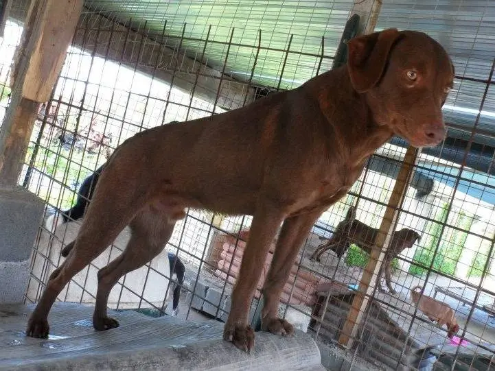 Adotta il cane Zeus a Messina