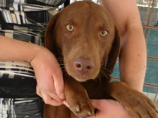 Adozione cane, maschio, meticcio, 14 anni e 8 mesi, taglia media, Messina