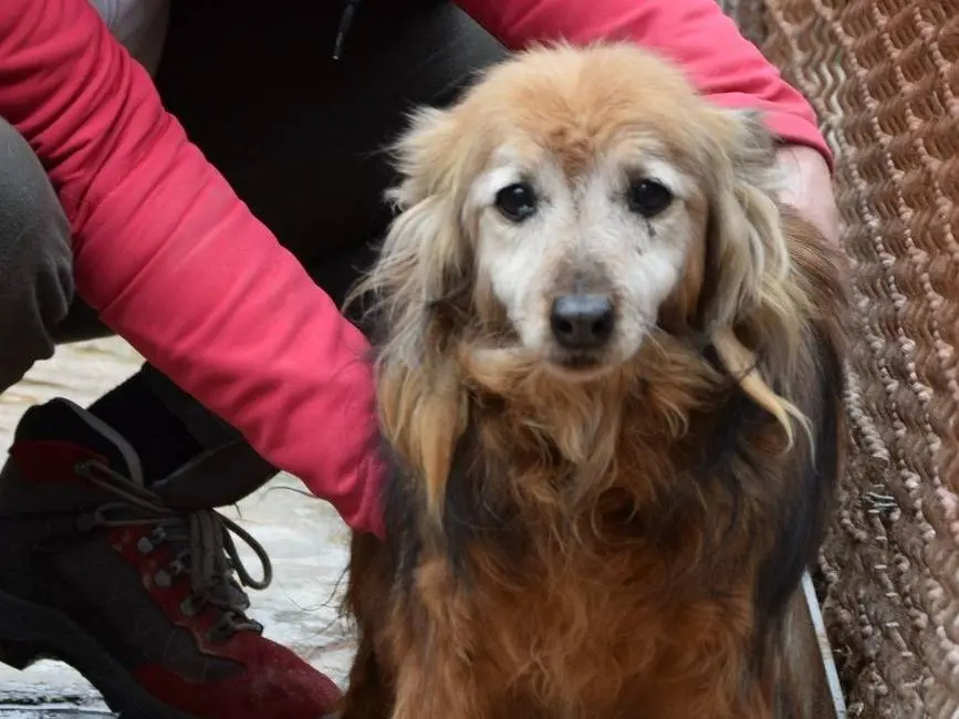 Adozione cane, femmina, Razza sconosciuta Razza sconosciuta, 11 anni e 9 mesi, taglia piccola, Chieti