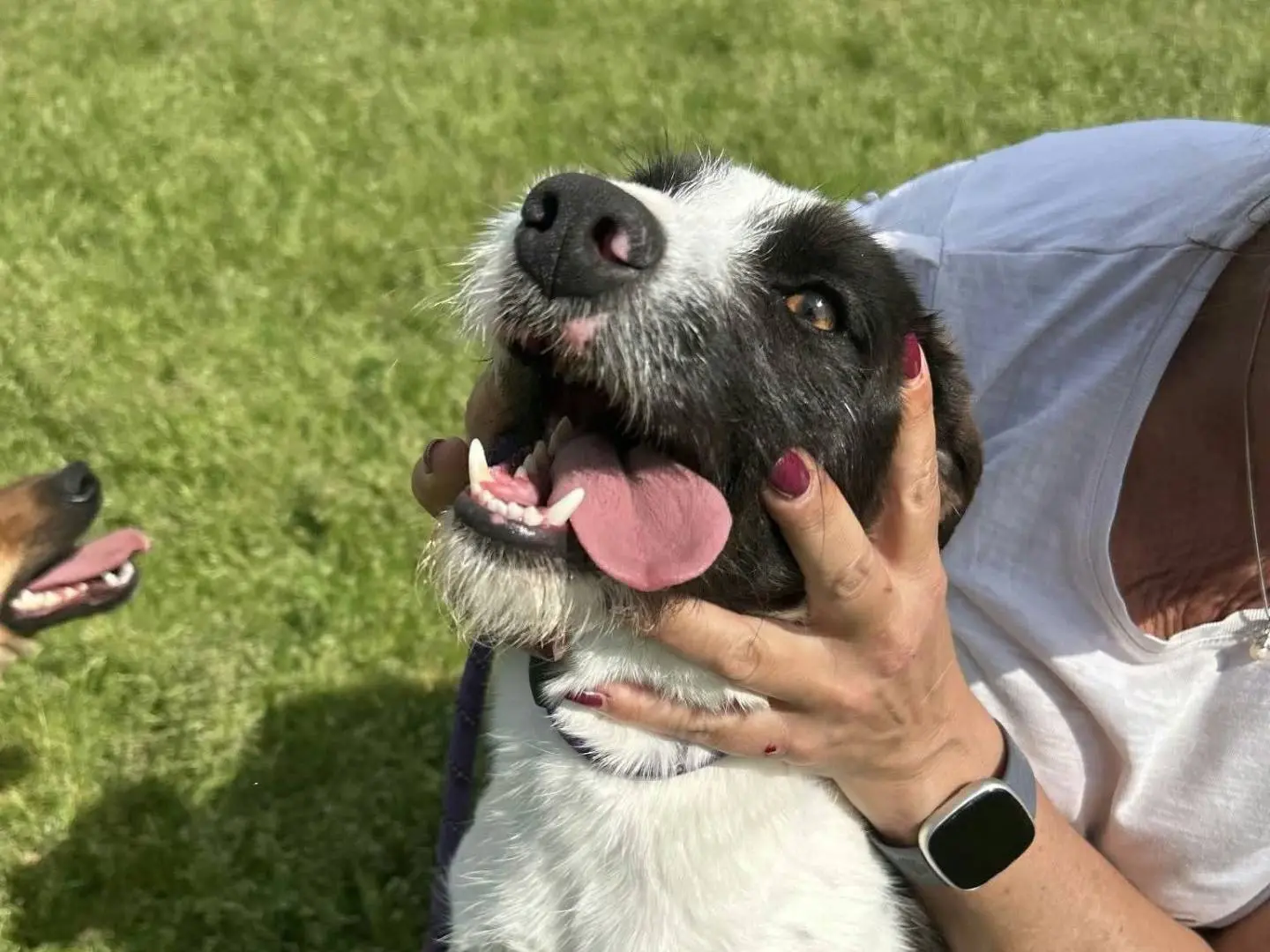 Adotta il cane Adidas a Latina