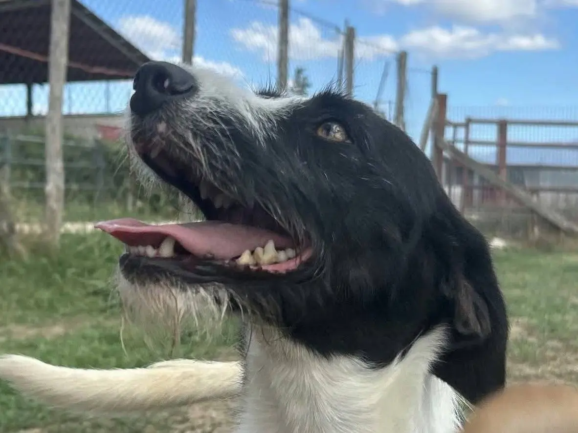 Adotta un cane, femmina, 2 anni e 3 mesi, Latina