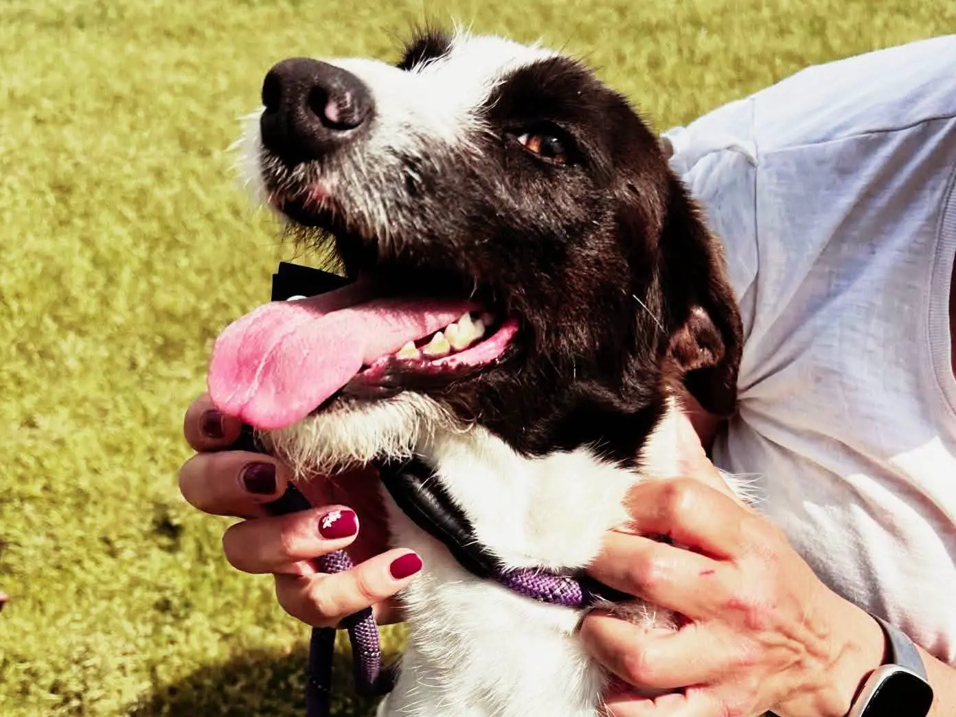Adotta un cane, taglia media contenuta, femmina, Latina