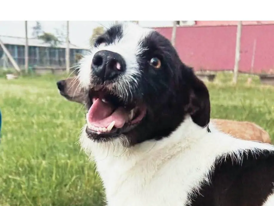 Adozione cane, femmina, Razza sconosciuta Razza sconosciuta, 2 anni e 3 mesi, taglia media contenuta, Latina