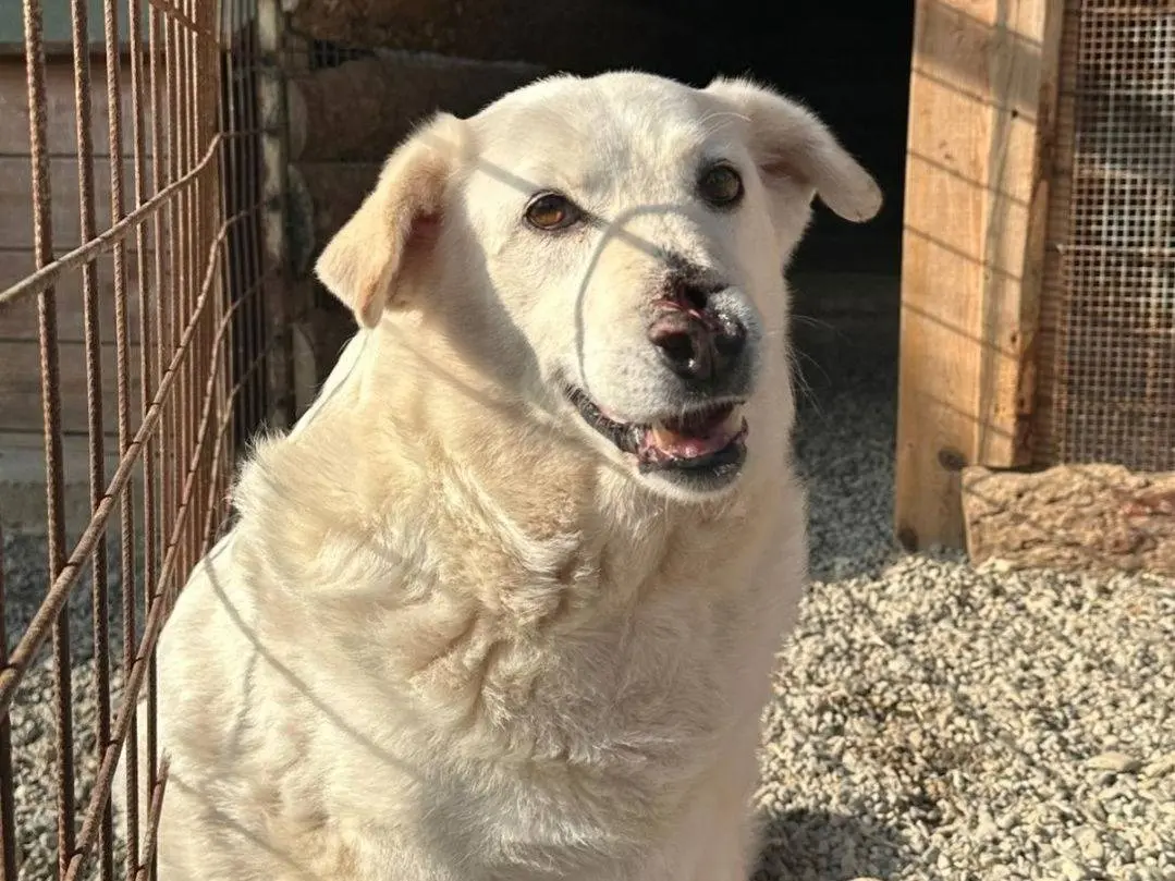 Adotta un cane, femmina, 9 anni e 2 mesi, Crotone