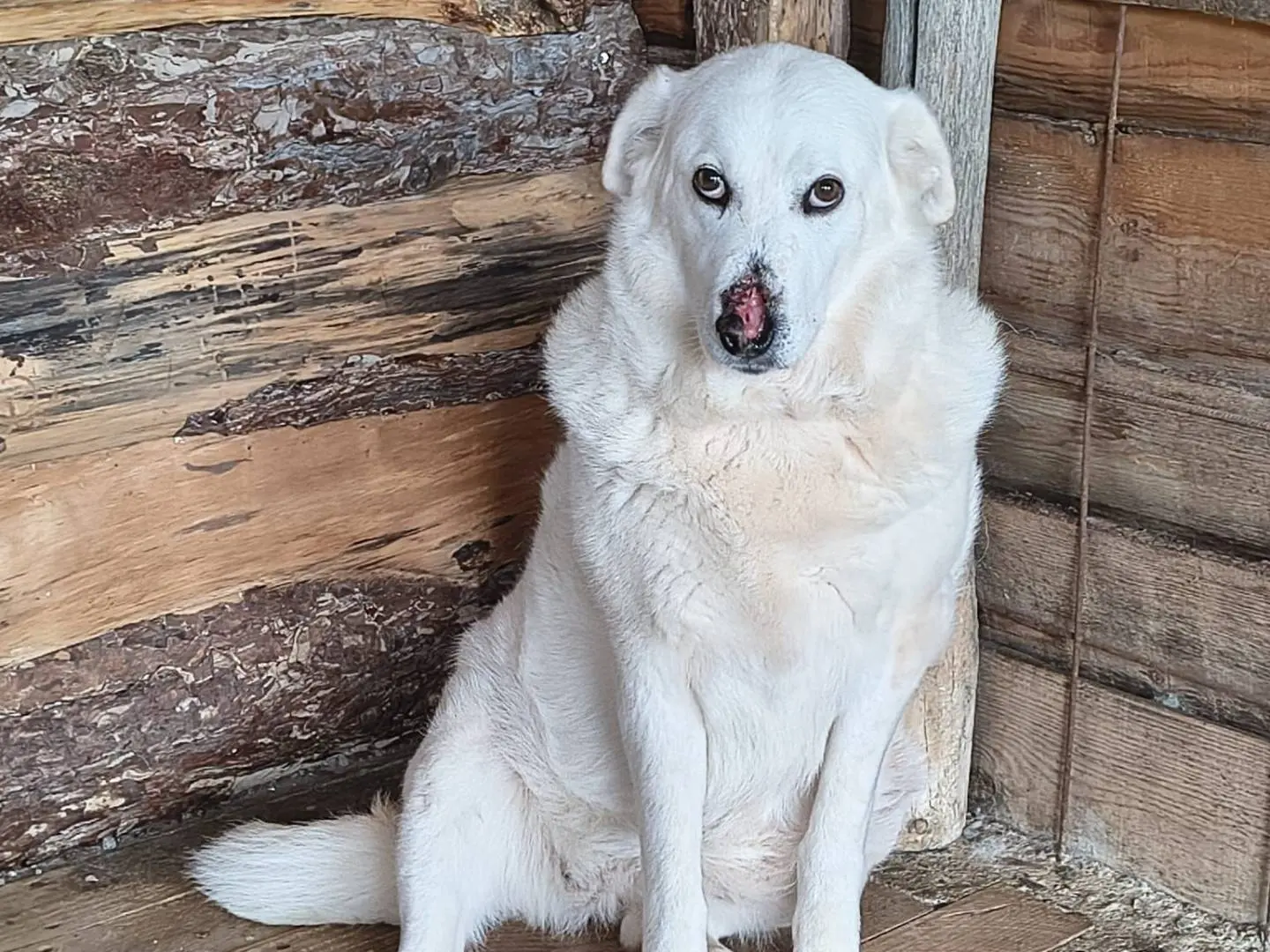 Adozione cane, femmina, Razza sconosciuta Razza sconosciuta, 9 anni e 2 mesi, taglia media, Crotone
