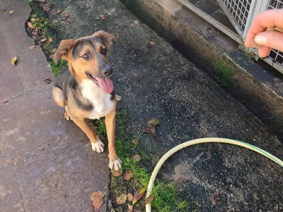 Adotta un cane, maschio, 2 anni e 8 mesi, Viterbo