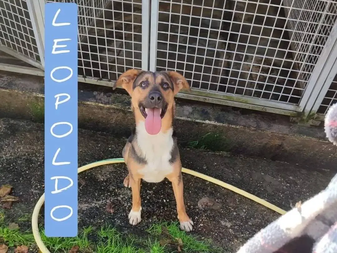 Adozione cane, maschio, Razza sconosciuta Razza sconosciuta, 2 anni e 8 mesi, taglia media, Viterbo