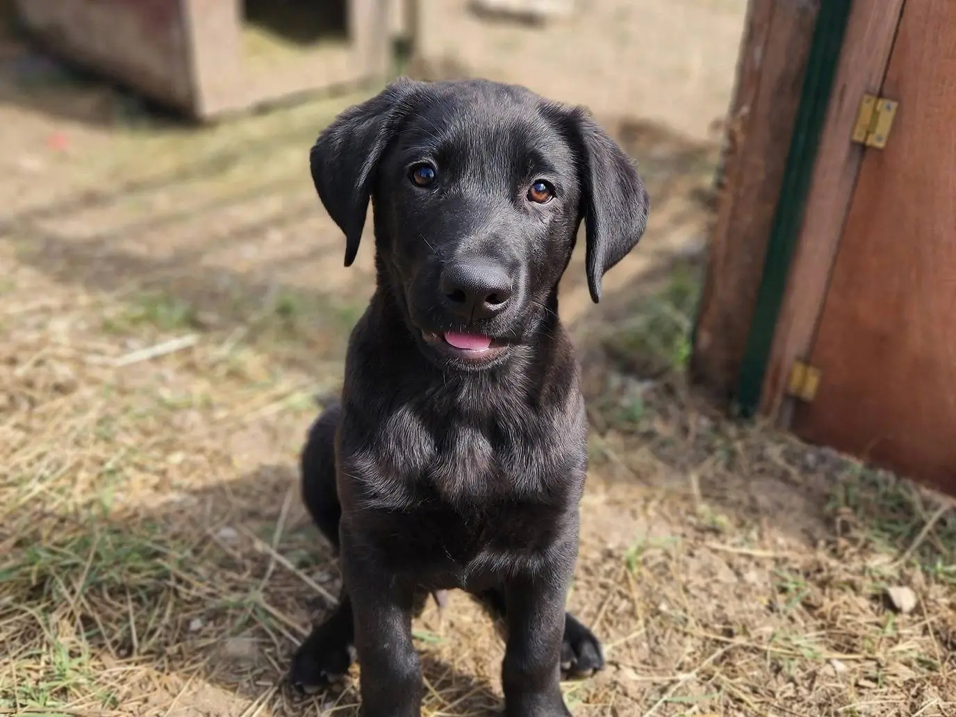 Adotta un cane, maschio, 3 mesi, Pistoia