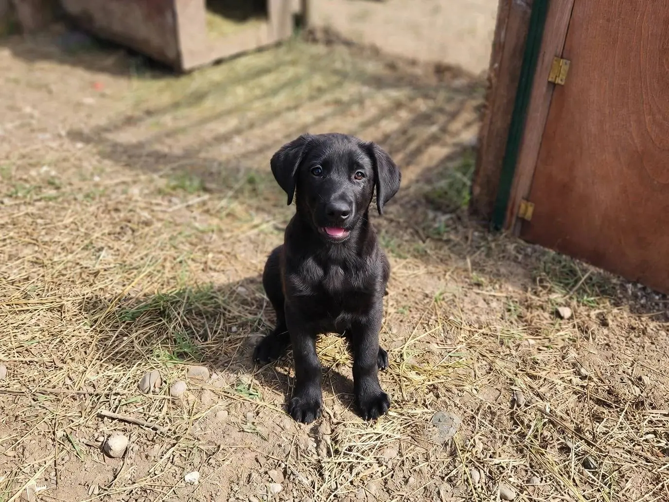 Adozione cane, maschio, Razza sconosciuta Razza sconosciuta, 3 mesi, taglia media contenuta, Pistoia
