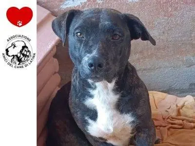 Adozione cane, femmina, Razza sconosciuta Razza sconosciuta, 4 anni e 8 mesi, taglia media, Latina