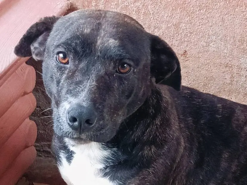 Adotta un cane, taglia media, femmina, Latina