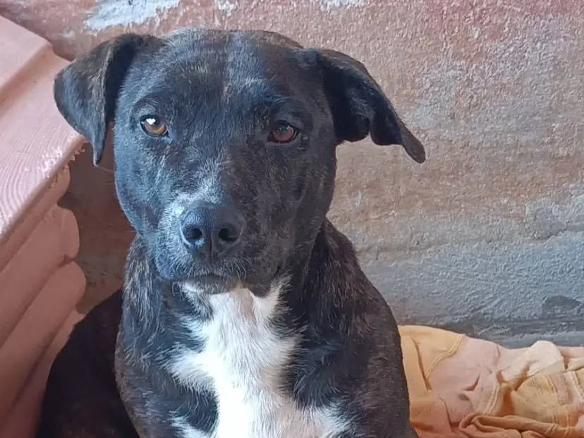 Adotta un cane, femmina, 4 anni e 8 mesi, Latina