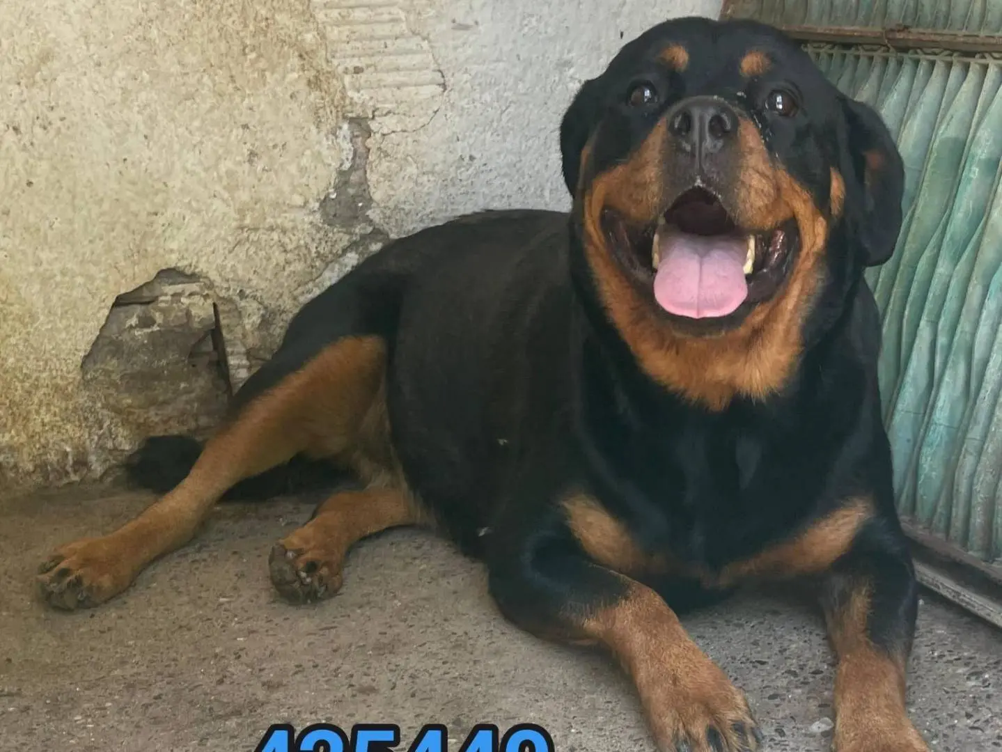 Adozione cane, maschio, Rottweiler Razza sconosciuta, 6 anni e 2 mesi, taglia grande, Crotone