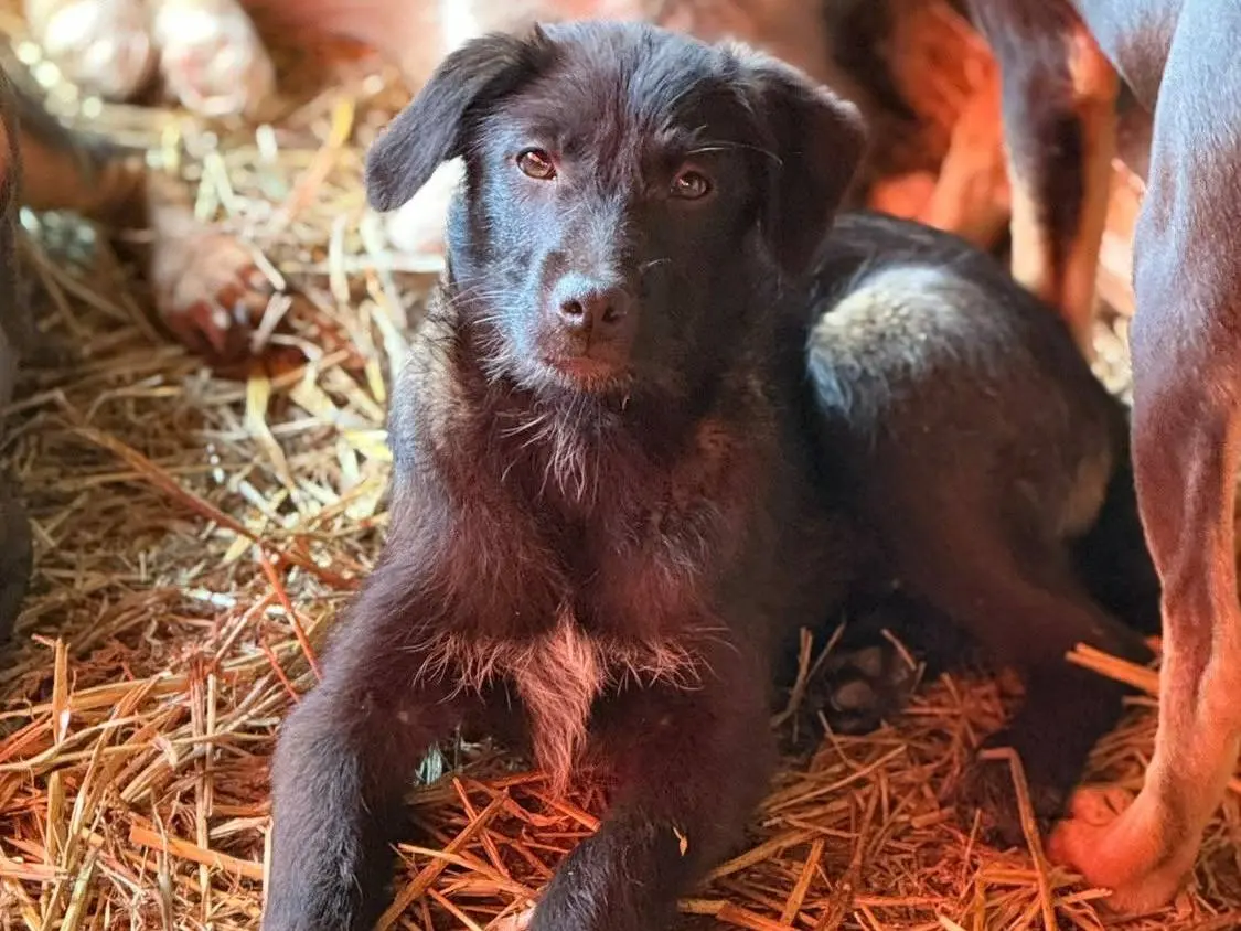 Adotta un cane, maschio, 7 mesi, Firenze