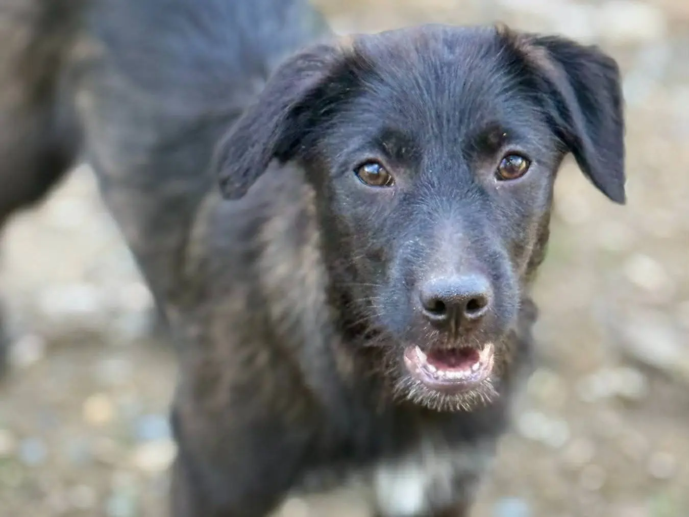 Adotta un cane, taglia media, maschio, Firenze