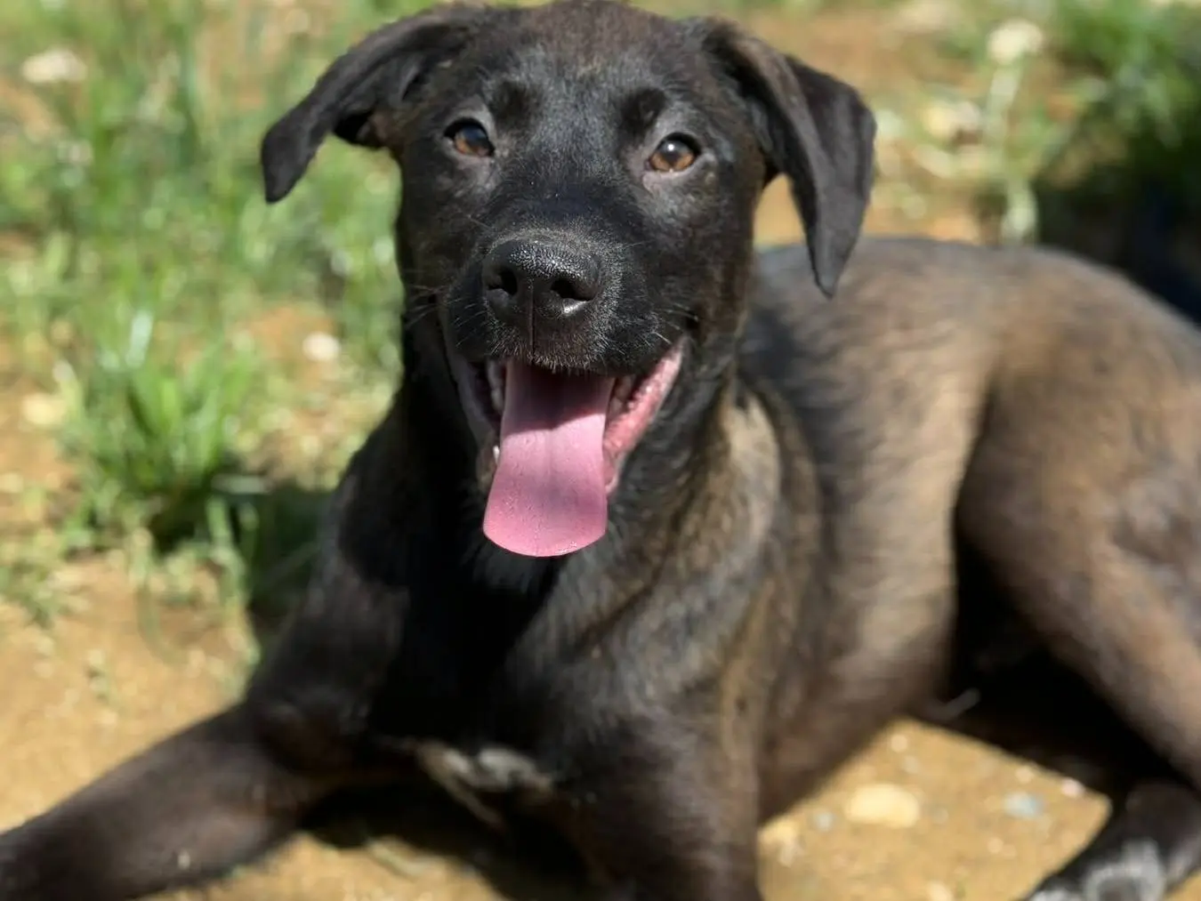 Adozione cane, maschio, Razza sconosciuta Razza sconosciuta, 7 mesi, taglia media, Firenze