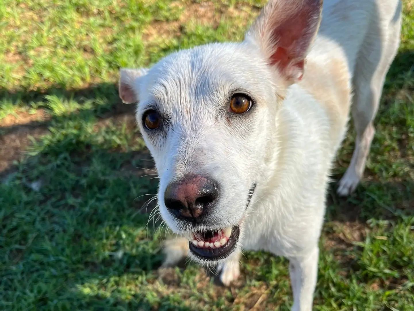 Adozione cane, femmina, Razza sconosciuta Razza sconosciuta, 14 anni e 4 mesi, taglia media contenuta, Latina