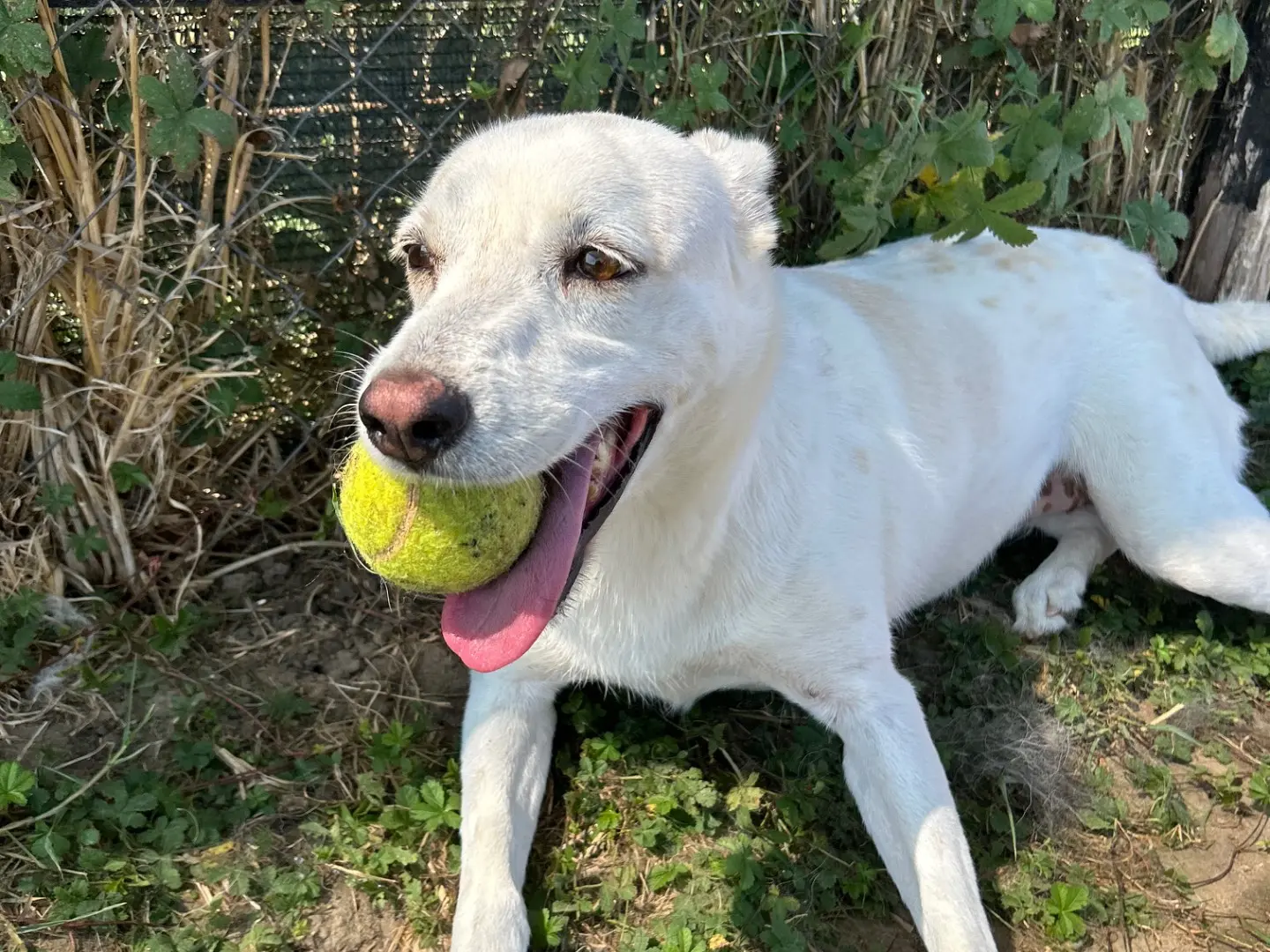 Adotta un cane, femmina, 14 anni e 4 mesi, Latina